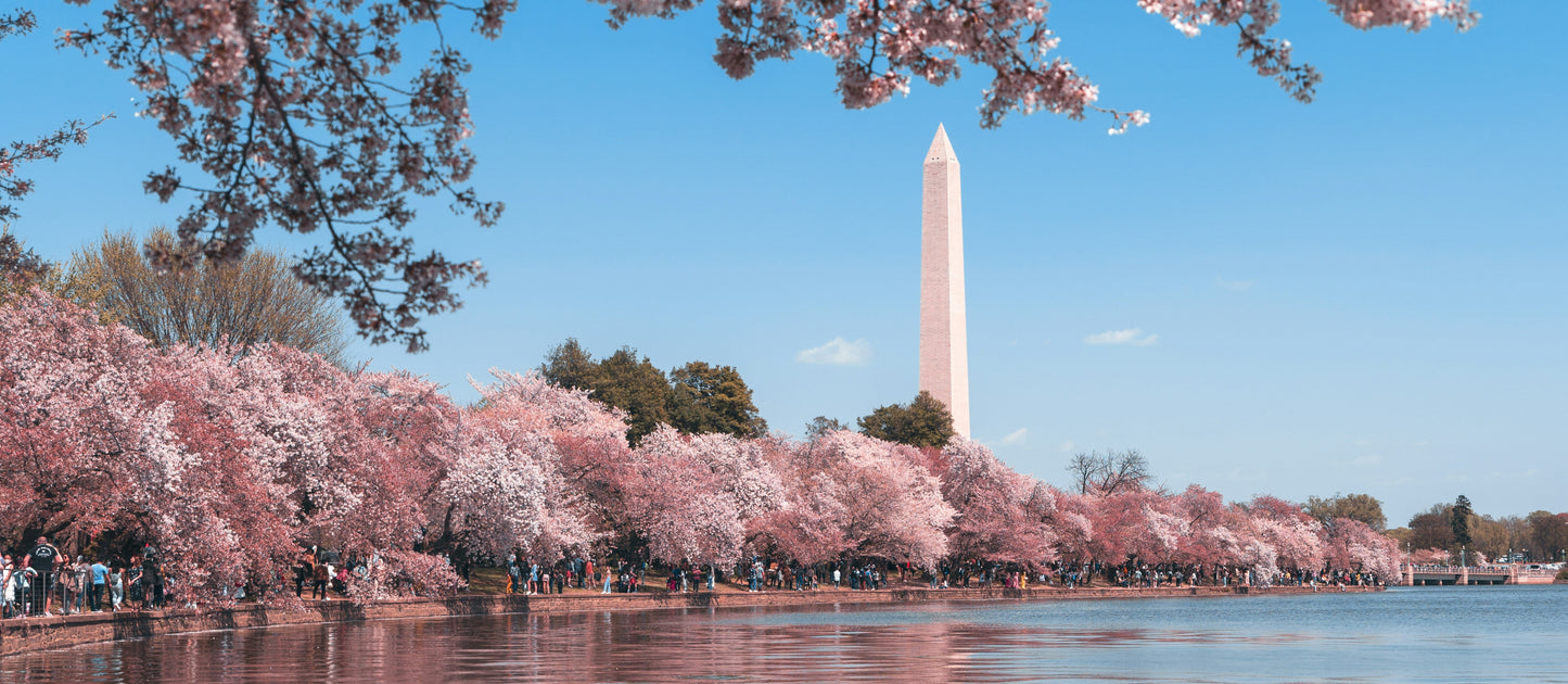 Cad & The Dandy New York